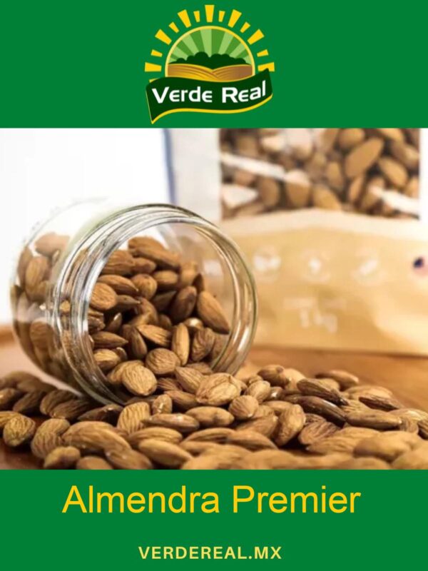 ALMENDRA PREMIER