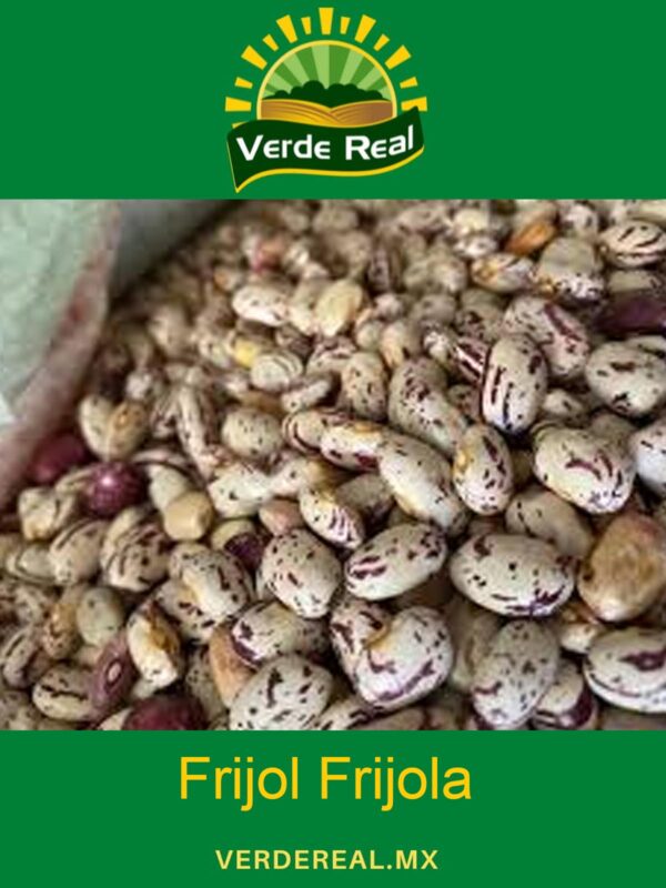 FRIJOL FRIJOLA